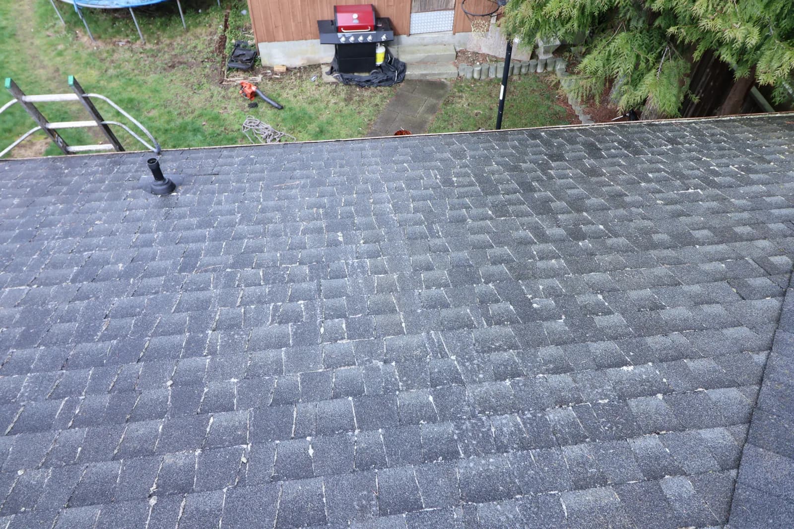 Moss removal after