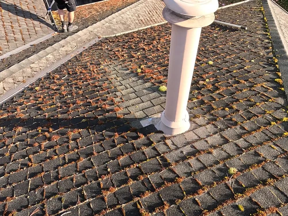 Moss removal before